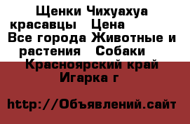 Щенки Чихуахуа красавцы › Цена ­ 9 000 - Все города Животные и растения » Собаки   . Красноярский край,Игарка г.